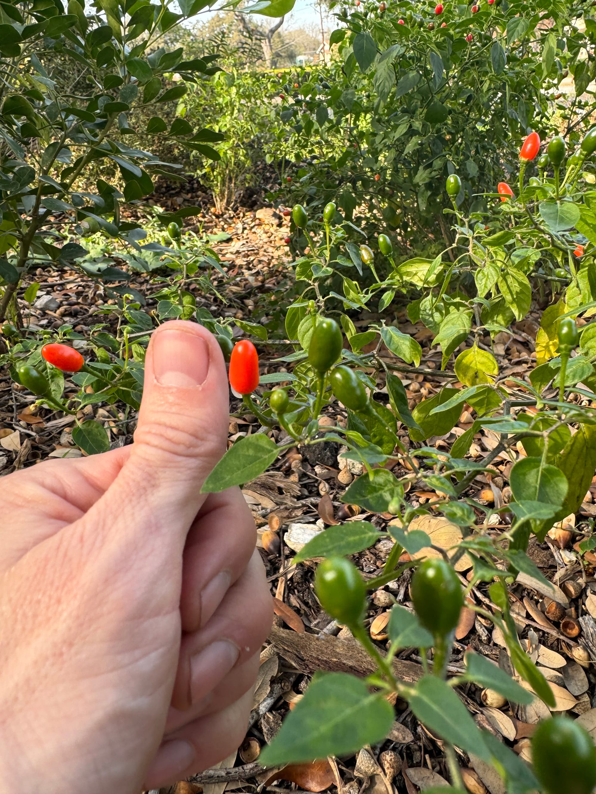 Chile Pequin (Capsicum annuum)