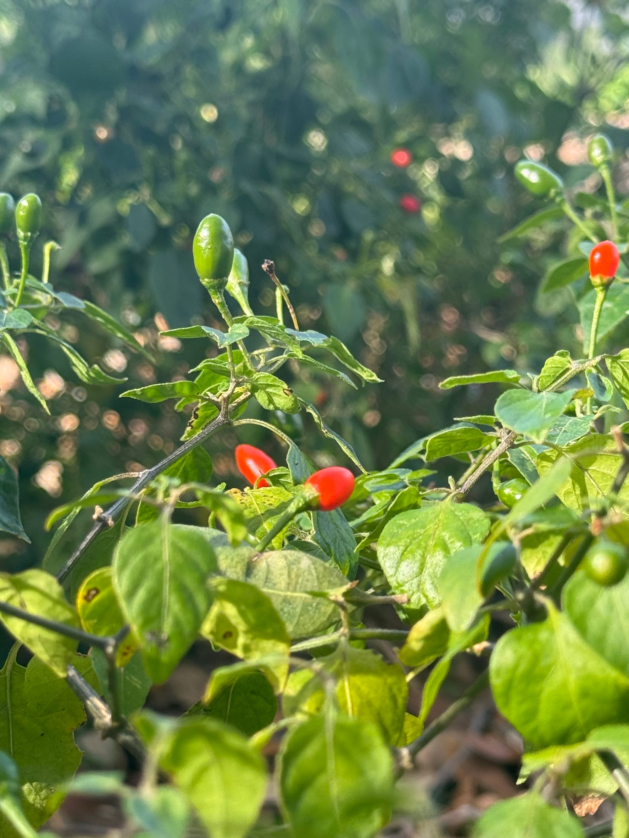 Chile Pequin (Capsicum annuum)