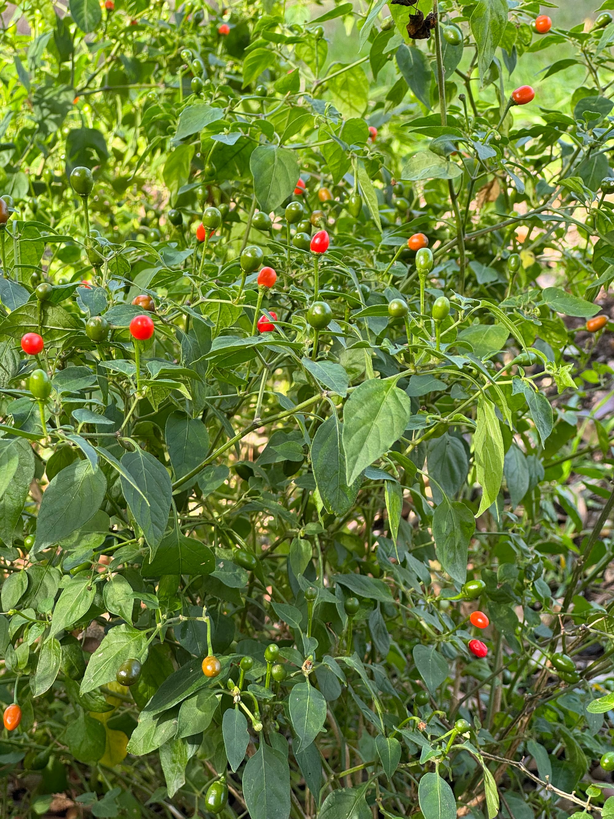 Chile Pequin (Capsicum annuum)