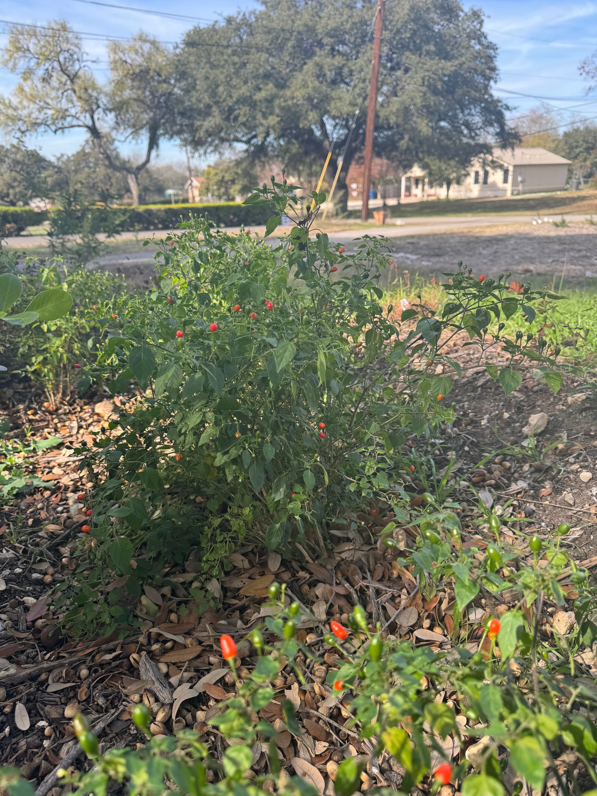 Chile Pequin (Capsicum annuum)