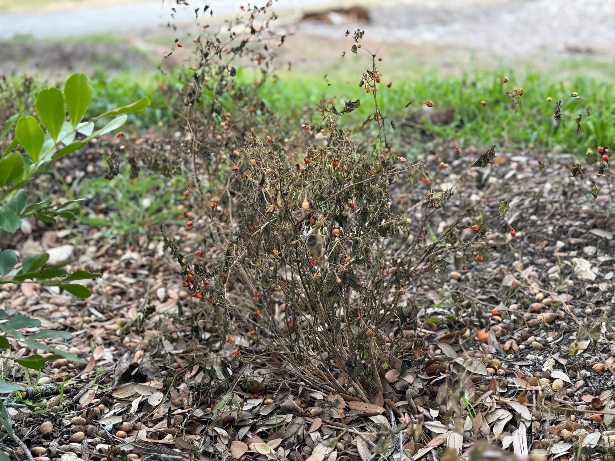 Chile Pequin (Capsicum annuum)