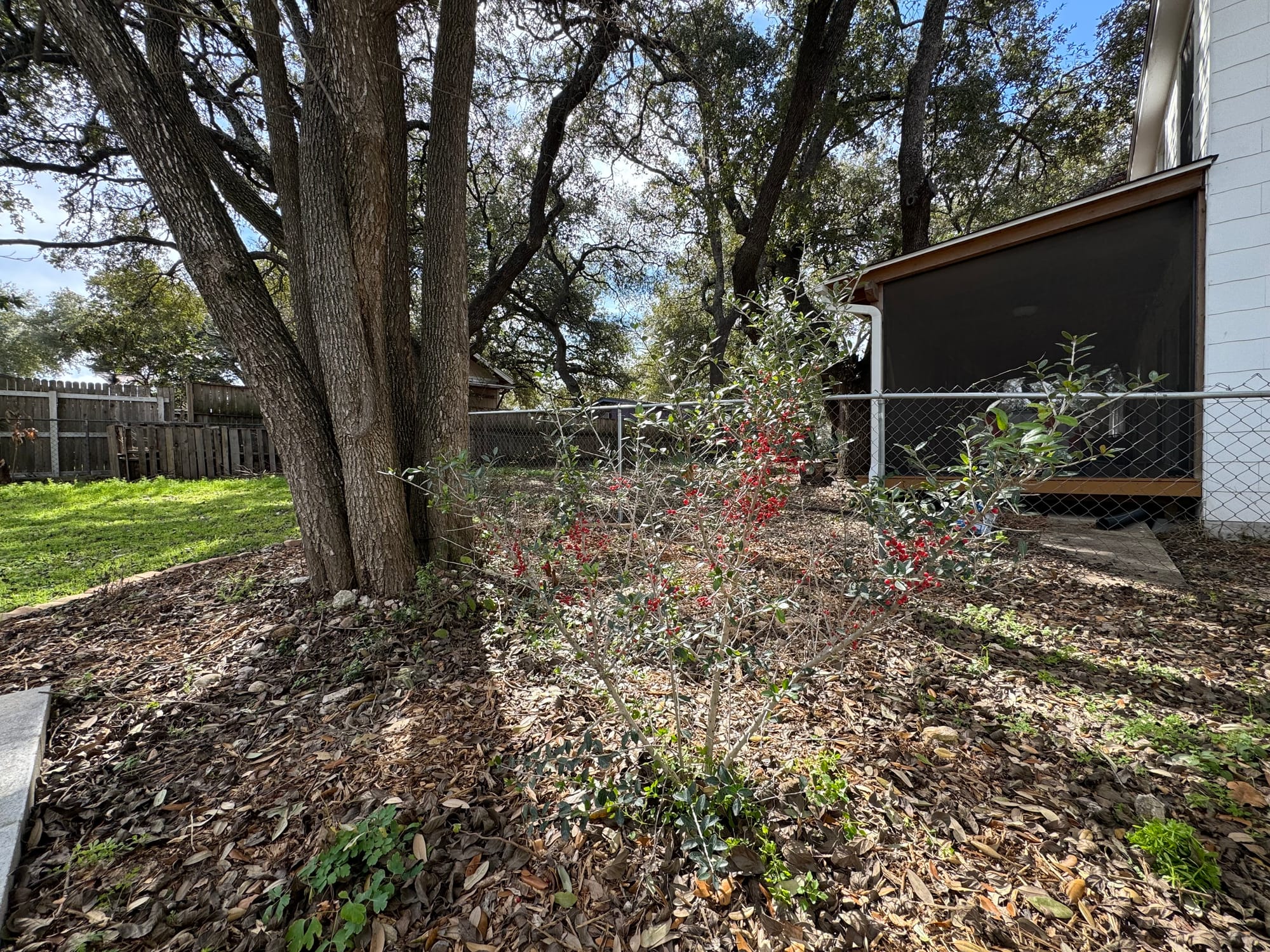 Yaupon Holly (Ilex vomitoria)