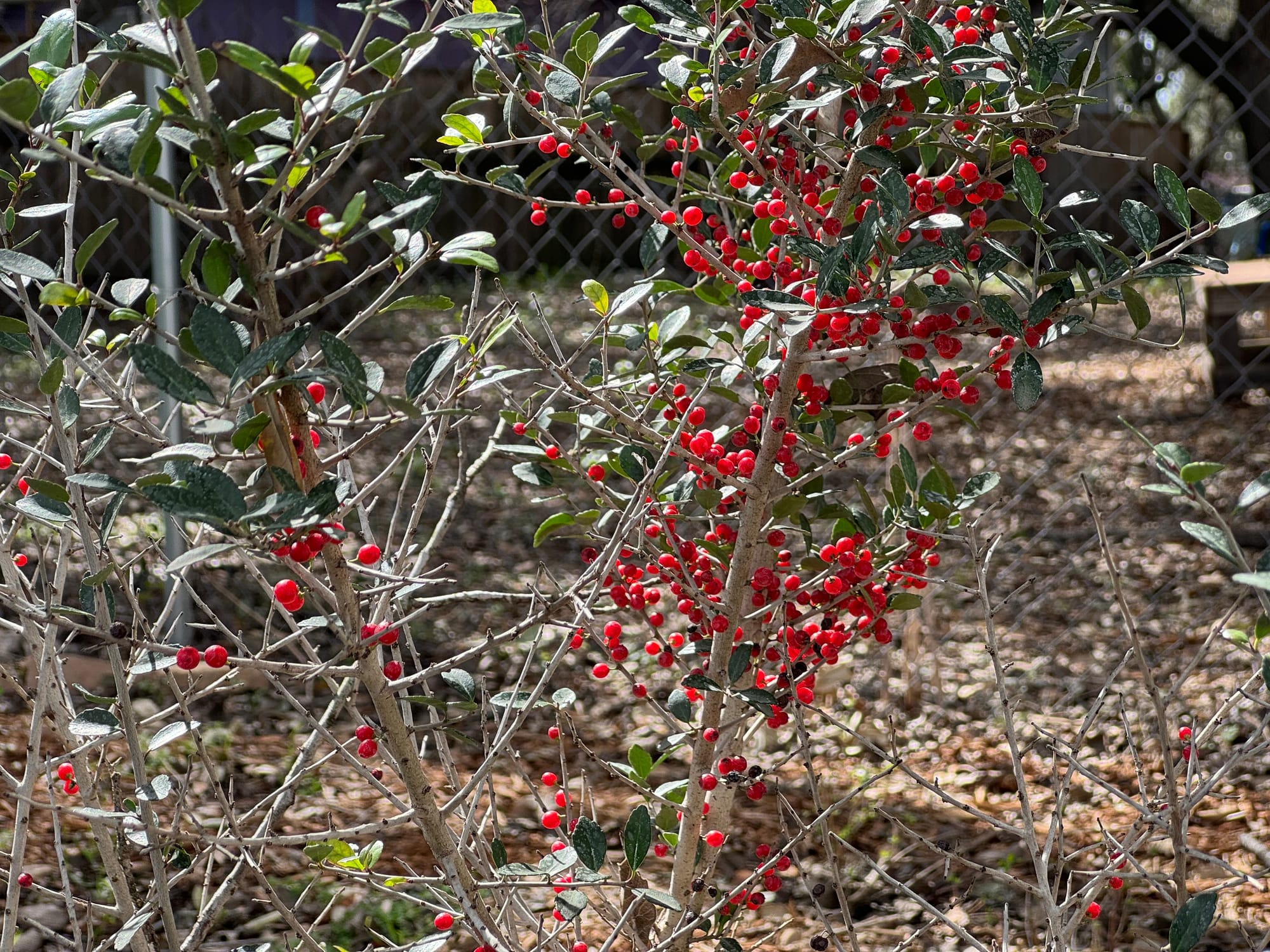 Yaupon Holly (Ilex vomitoria)