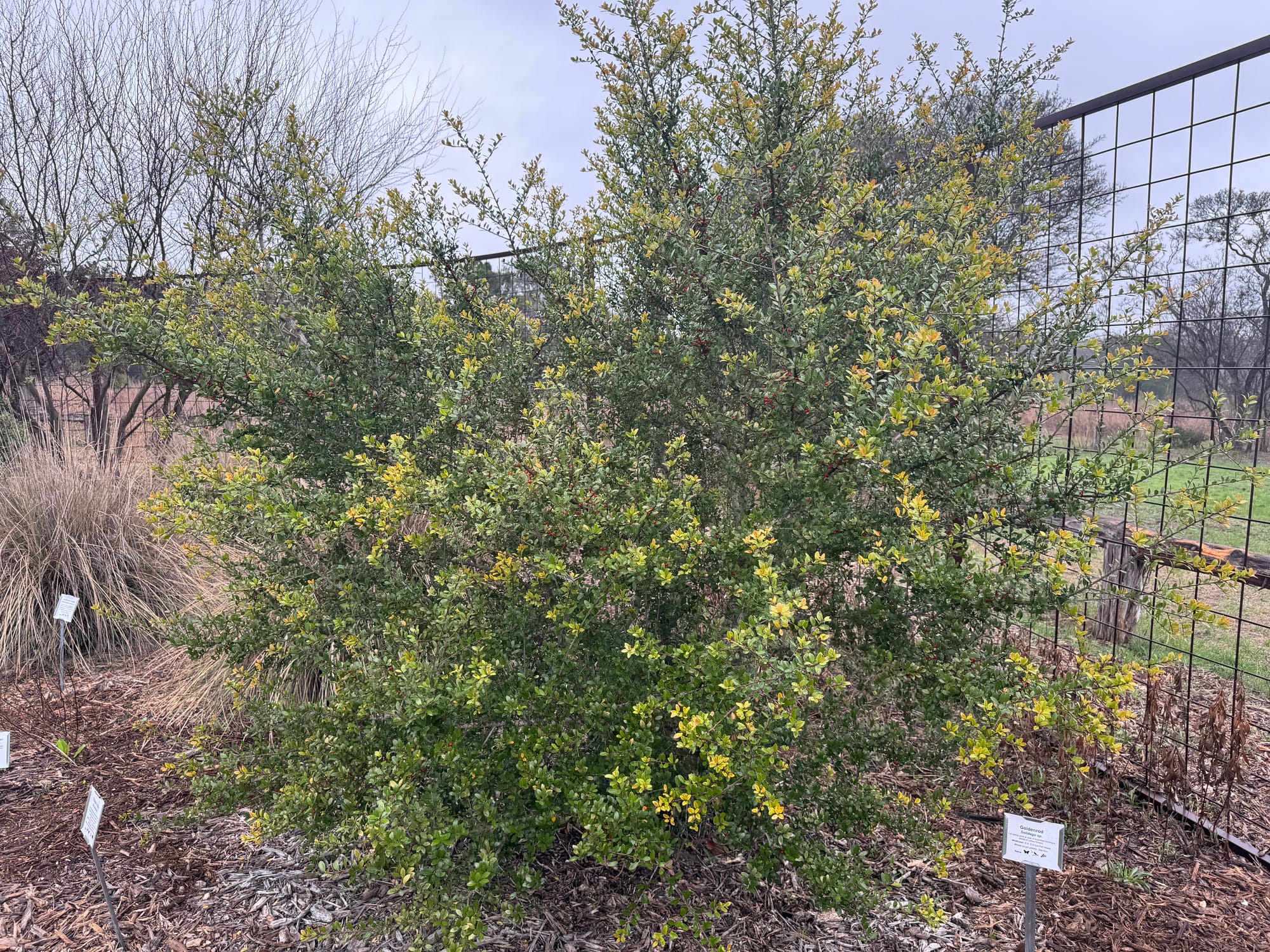 Yaupon Holly (Ilex vomitoria)