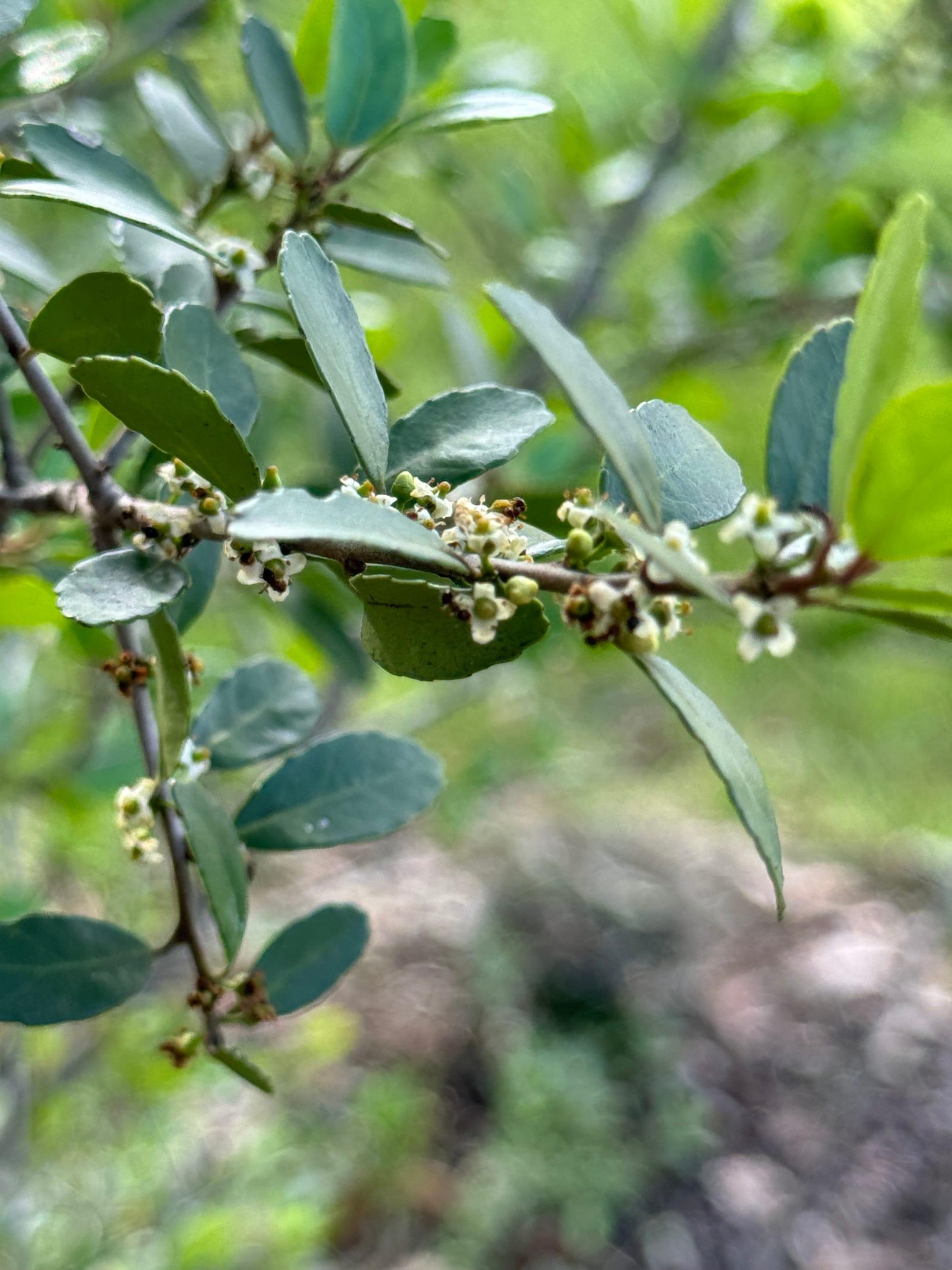 Yaupon Holly (Ilex vomitoria)