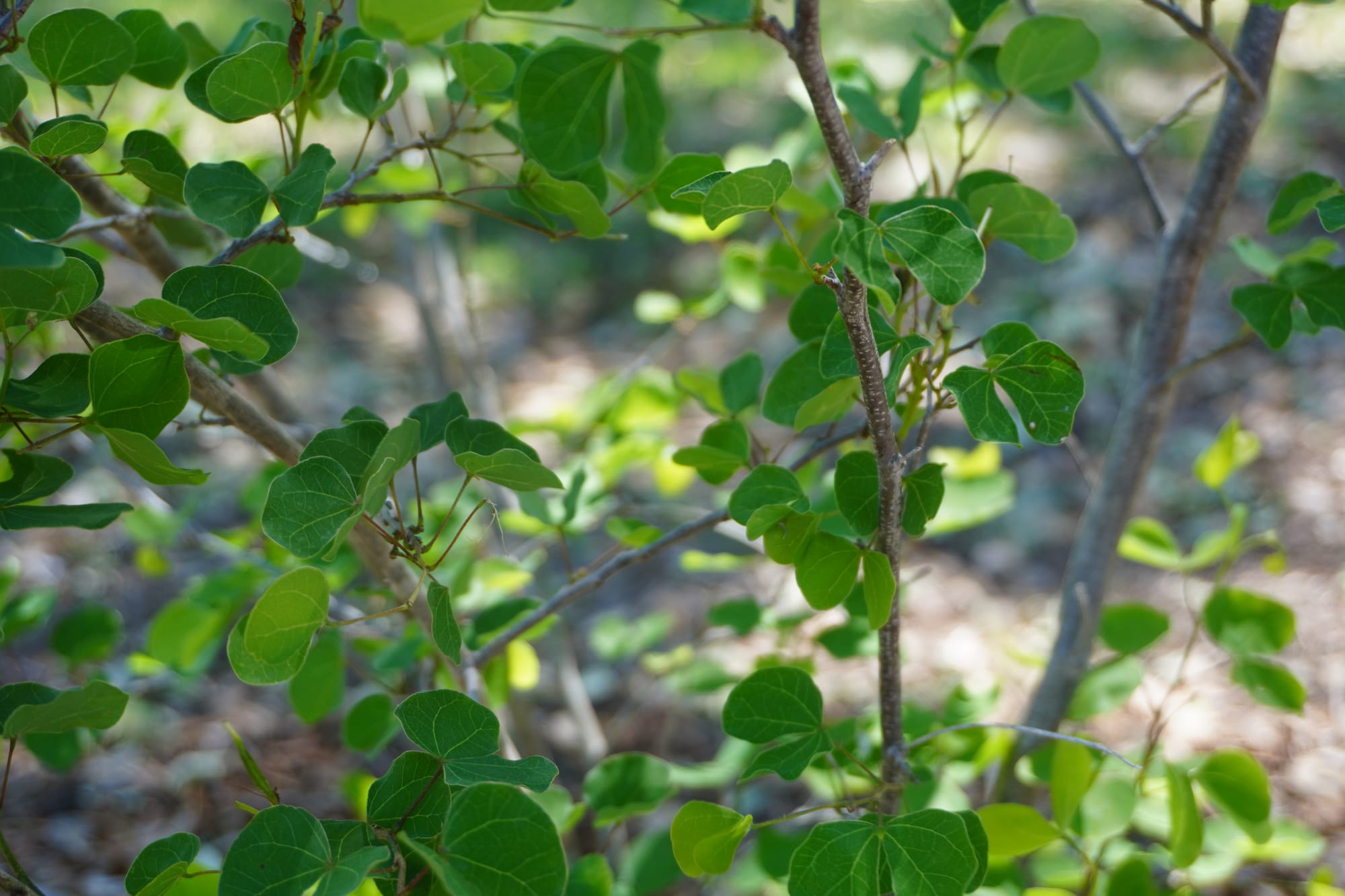 Anacacho Orchid Tree (Bauhinia lunarioides)