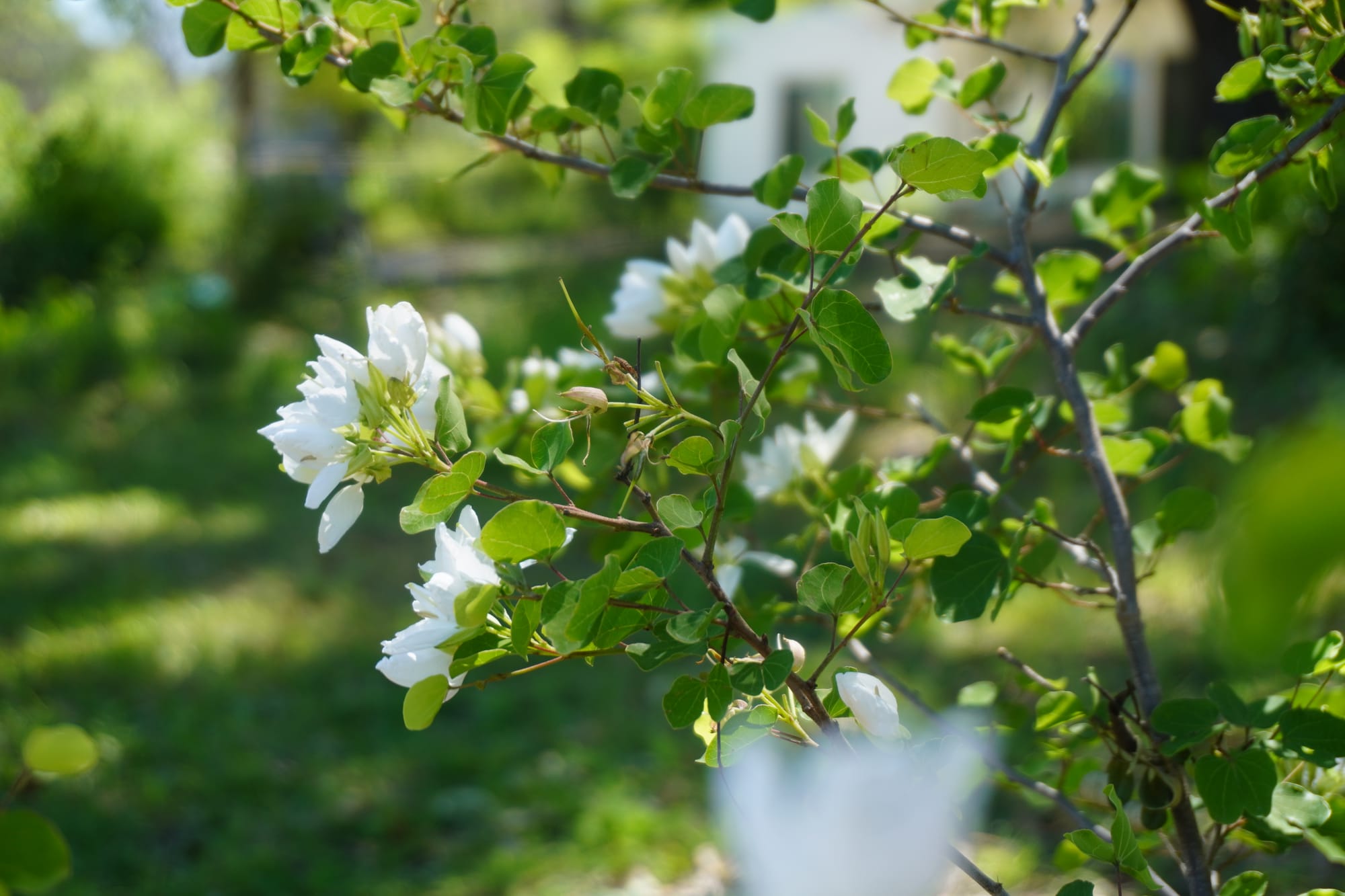 Anacacho Orchid Tree (Bauhinia lunarioides)