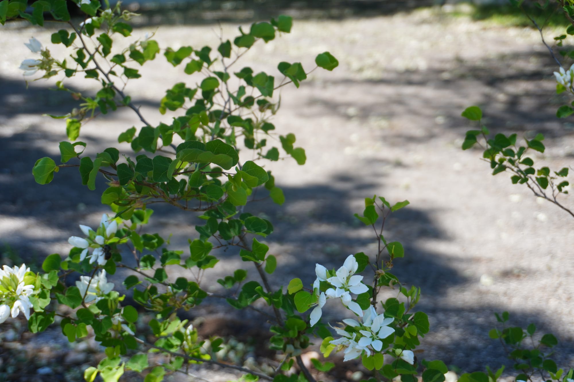 Anacacho Orchid Tree (Bauhinia lunarioides)