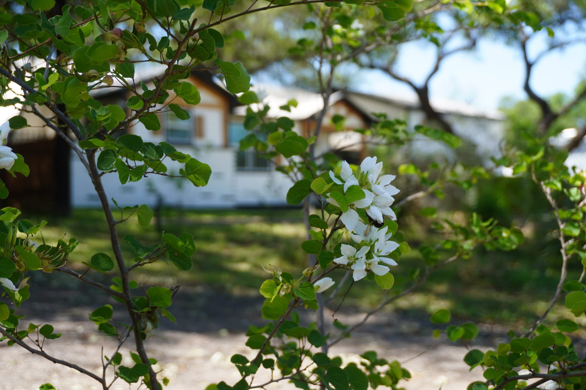 Anacacho Orchid Tree (Bauhinia lunarioides)