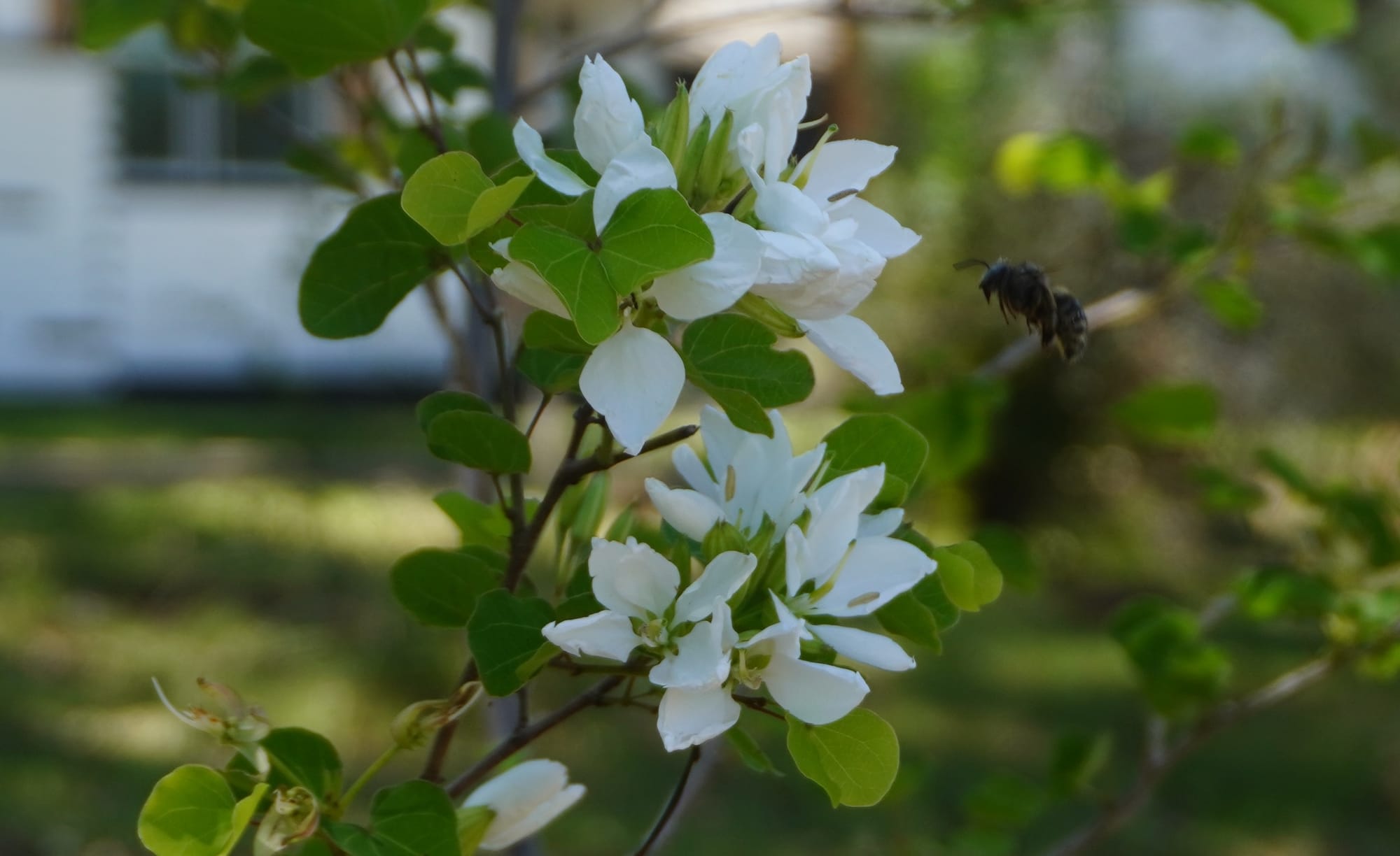 Anacacho Orchid Tree (Bauhinia lunarioides)