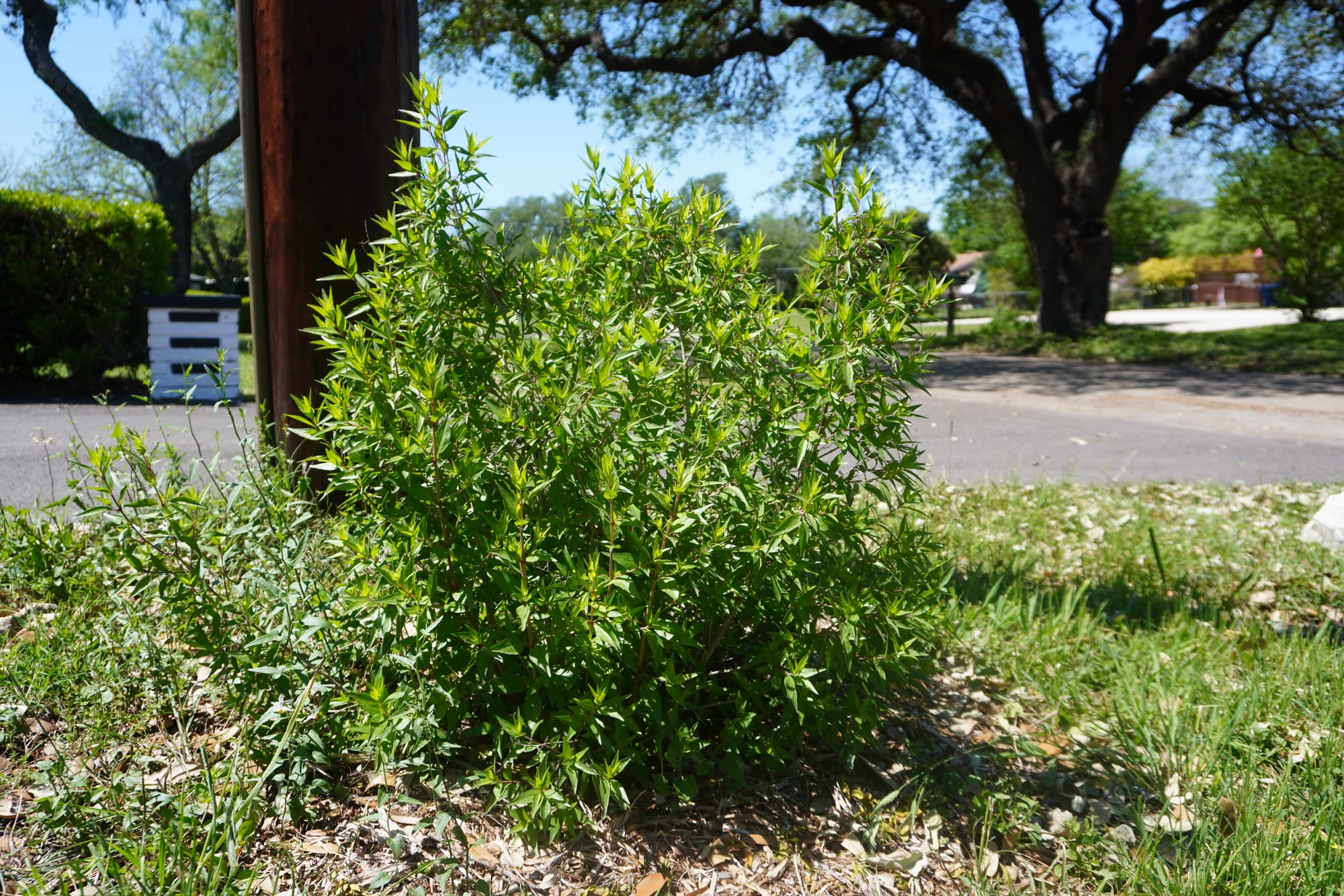 Anacacho Orchid Tree (Bauhinia lunarioides)