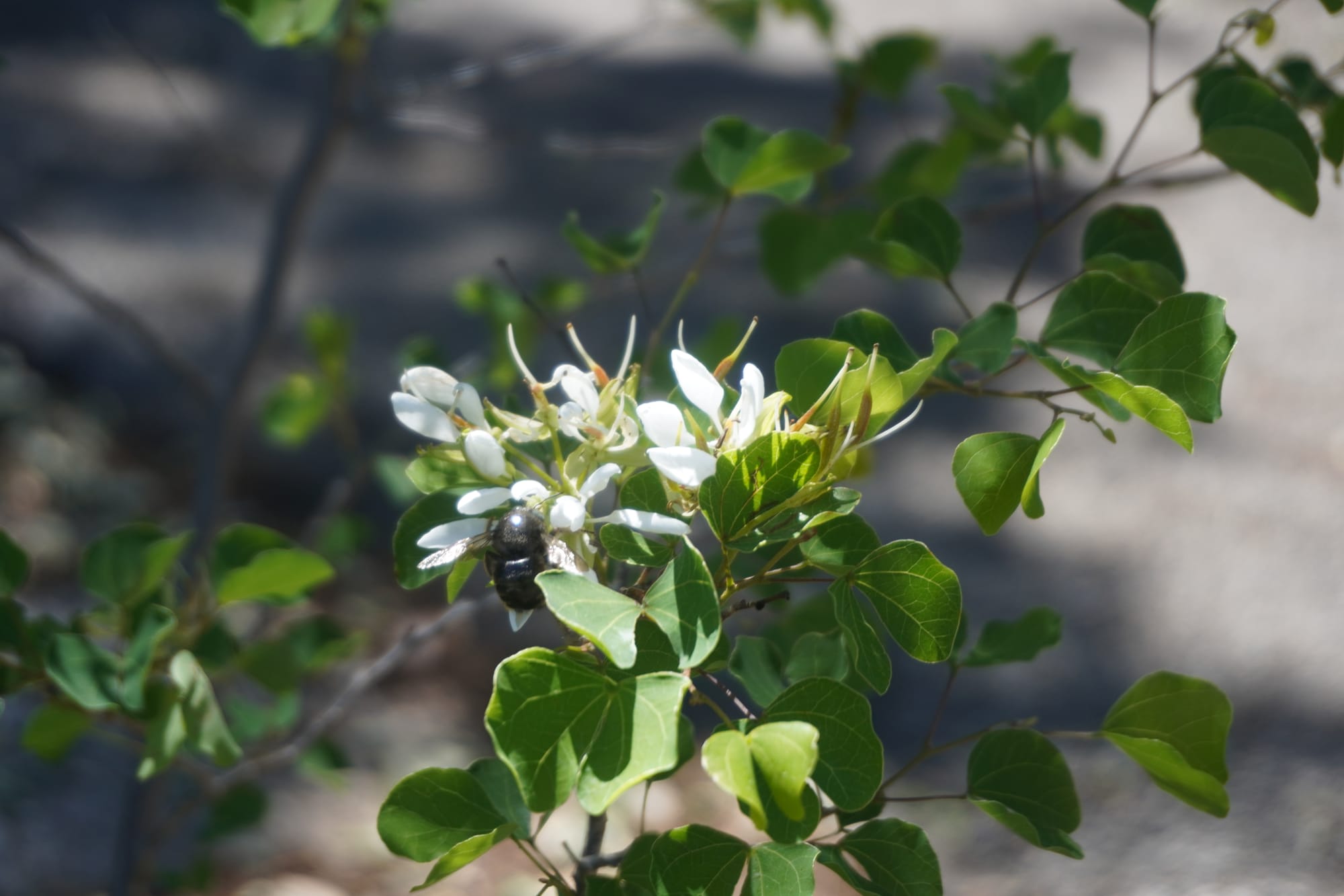 Anacacho Orchid Tree (Bauhinia lunarioides)