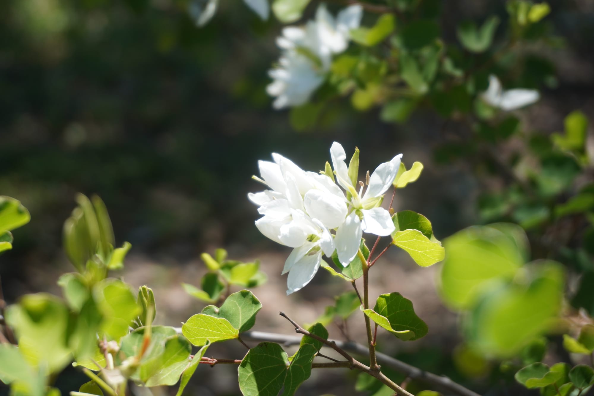 Anacacho Orchid Tree (Bauhinia lunarioides)